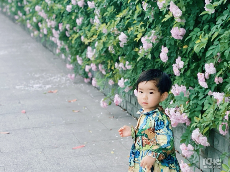 小可愛薔薇上新啦