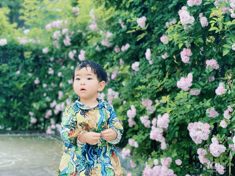 小可愛薔薇上新啦
