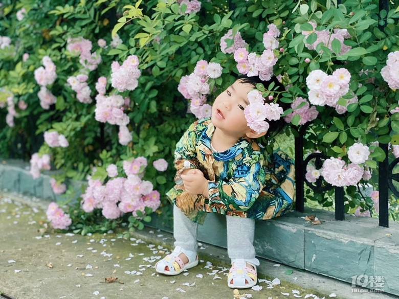 小可愛薔薇上新啦