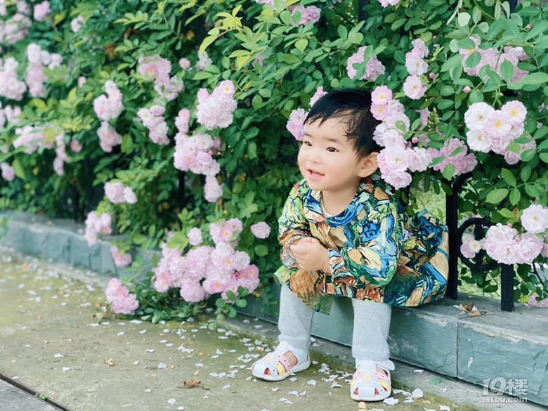 小可愛薔薇上新啦