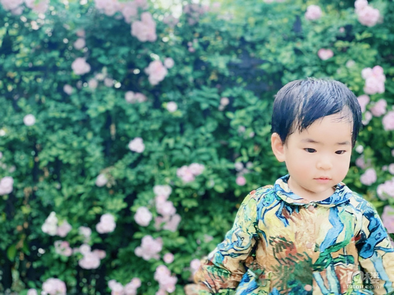 小可愛薔薇上新啦