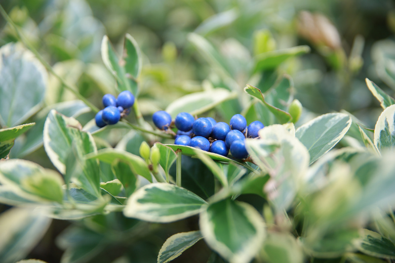 鮔(dng)ǰڼヺŮ(x)