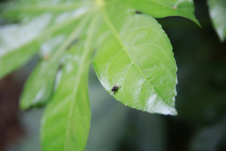 鮔(dng)ǰڼヺŮ(x)