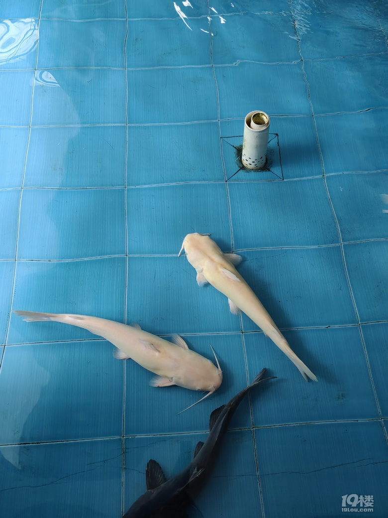 五一去建德吃個(gè)魚！