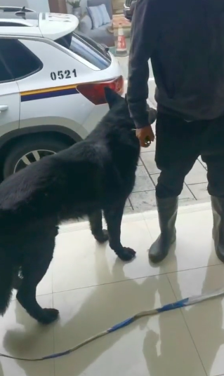 德牧離家出走跑到警局面試，主人趕緊來接：忘喂它吃雞了…