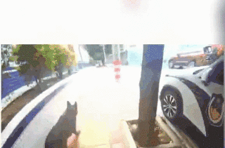 德牧離家出走跑到警局面試，主人趕緊來接：忘喂它吃雞了…