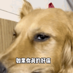 吃火龍果“裝死”紅到國外的金毛去世了，年僅4歲，原因值得所有