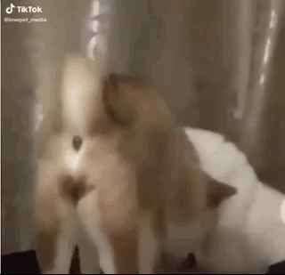 柴犬靠近小博美，以為愛情要來(lái)了，結(jié)果...噗哈哈哈！