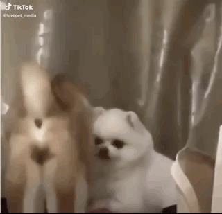 柴犬靠近小博美，以為愛情要來(lái)了，結(jié)果...噗哈哈哈！