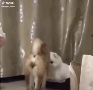 柴犬靠近小博美，以為愛情要來(lái)了，結(jié)果...噗哈哈哈！