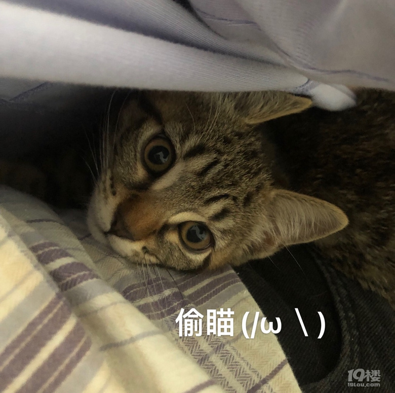 偷偷看看你在干嘛