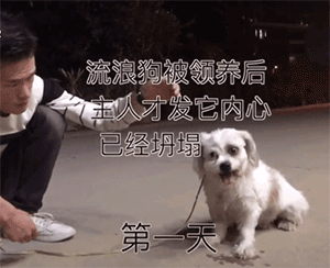 百萬粉絲“訓犬師”上課虐打邊牧！拉布拉多想去救它，卻被…網(wǎng)友