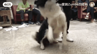 百萬粉絲“訓犬師”上課虐打邊牧！拉布拉多想去救它，卻被…網(wǎng)友
