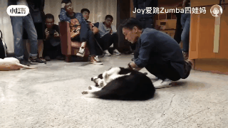 百萬粉絲“訓犬師”上課虐打邊牧！拉布拉多想去救它，卻被…網(wǎng)友