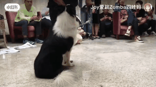 百萬粉絲“訓犬師”上課虐打邊牧！拉布拉多想去救它，卻被…網(wǎng)友