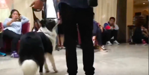 百萬粉絲“訓犬師”上課虐打邊牧！拉布拉多想去救它，卻被…網(wǎng)友