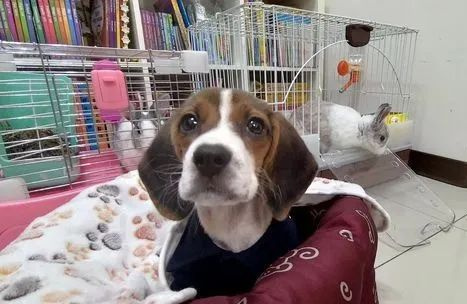 比格犬擔心寶寶肚子餓，叼著肉肉上床陪睡：醒來一起吃～