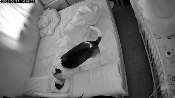 比格犬擔心寶寶肚子餓，叼著肉肉上床陪睡：醒來一起吃～