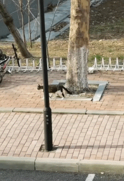 高校流浪貓表面風(fēng)光，背地里卻被學(xué)生拉著做題…網(wǎng)友：這不欺負(fù)文