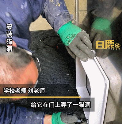 高校流浪貓表面風(fēng)光，背地里卻被學(xué)生拉著做題…網(wǎng)友：這不欺負(fù)文