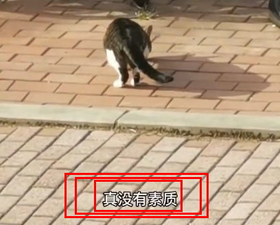 高校流浪貓表面風(fēng)光，背地里卻被學(xué)生拉著做題…網(wǎng)友：這不欺負(fù)文