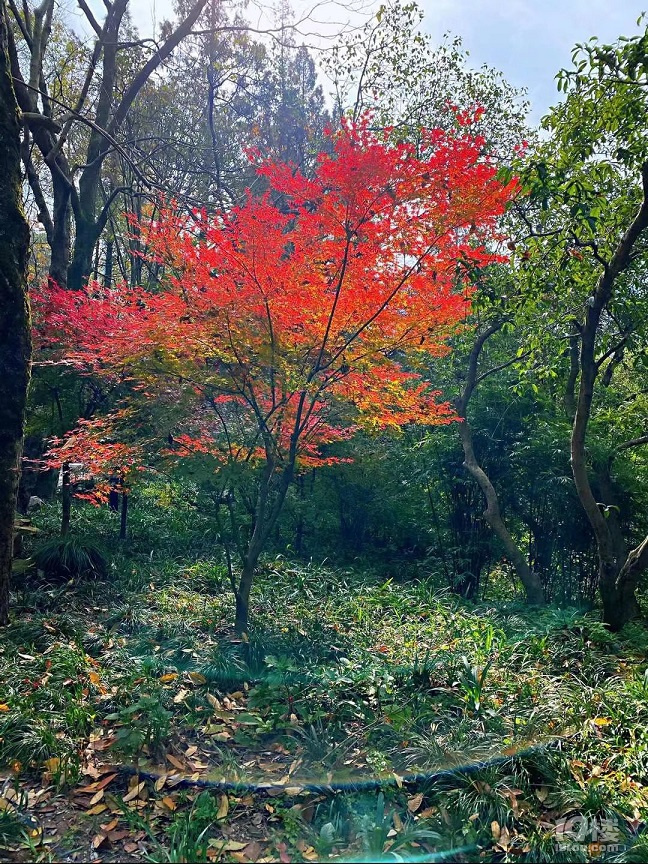ӛģ֮2