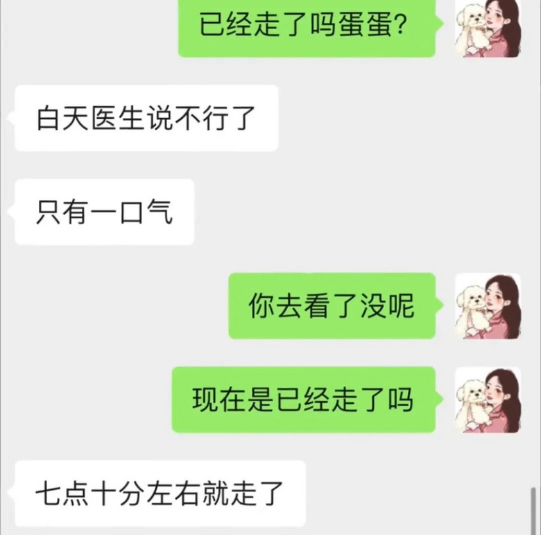 小杜賓因裁耳大出血病危，大金毛趕來獻血救援，但結(jié)局…它本來不