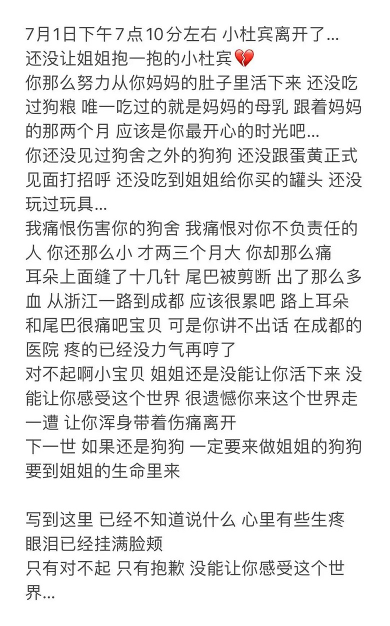 小杜賓因裁耳大出血病危，大金毛趕來獻血救援，但結(jié)局…它本來不