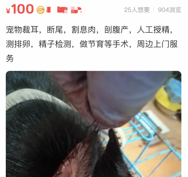 小杜賓因裁耳大出血病危，大金毛趕來獻血救援，但結(jié)局…它本來不
