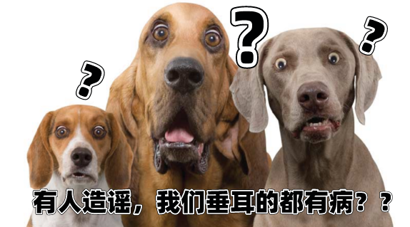 小杜賓因裁耳大出血病危，大金毛趕來獻血救援，但結(jié)局…它本來不