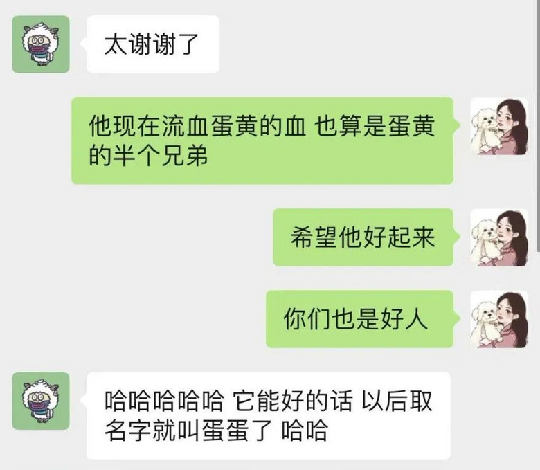 小杜賓因裁耳大出血病危，大金毛趕來獻血救援，但結(jié)局…它本來不