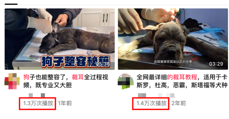 小杜賓因裁耳大出血病危，大金毛趕來獻血救援，但結(jié)局…它本來不