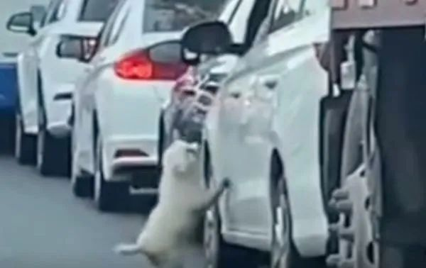 貴賓犬被扔在車流中爬門哀求，主人卻依舊開車揚長而去...