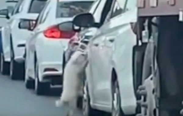 貴賓犬被扔在車流中爬門哀求，主人卻依舊開車揚長而去...