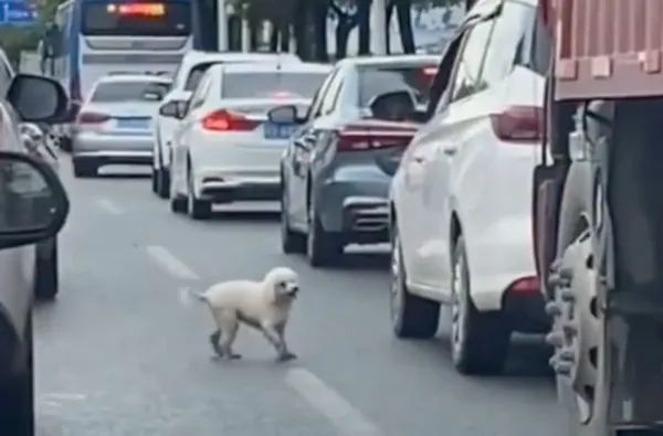 貴賓犬被扔在車流中爬門哀求，主人卻依舊開車揚長而去...