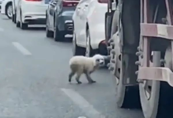 貴賓犬被扔在車流中爬門哀求，主人卻依舊開車揚長而去...