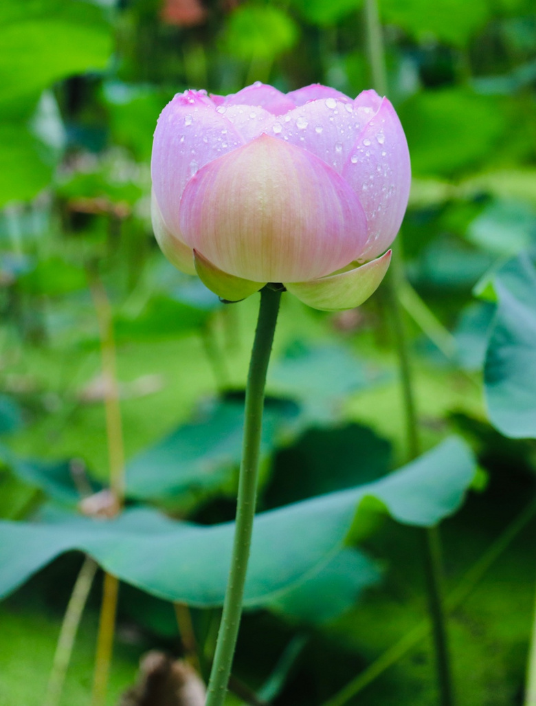 2022.07.16ϔzHH҈@ķСɻ