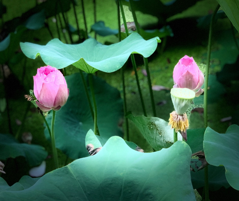 2022.07.16ϔzHH҈@ķСɻء