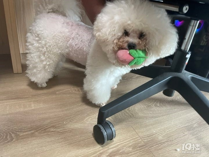 狗狗的腳趾間很紅，它還總是舔，這正常嗎？