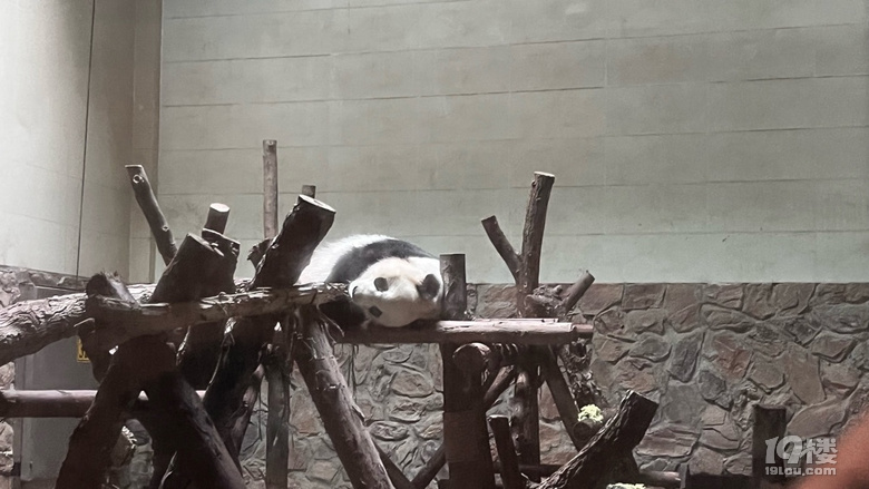 去大熊貓繁殖基地看看萌萌噠的熊貓啦