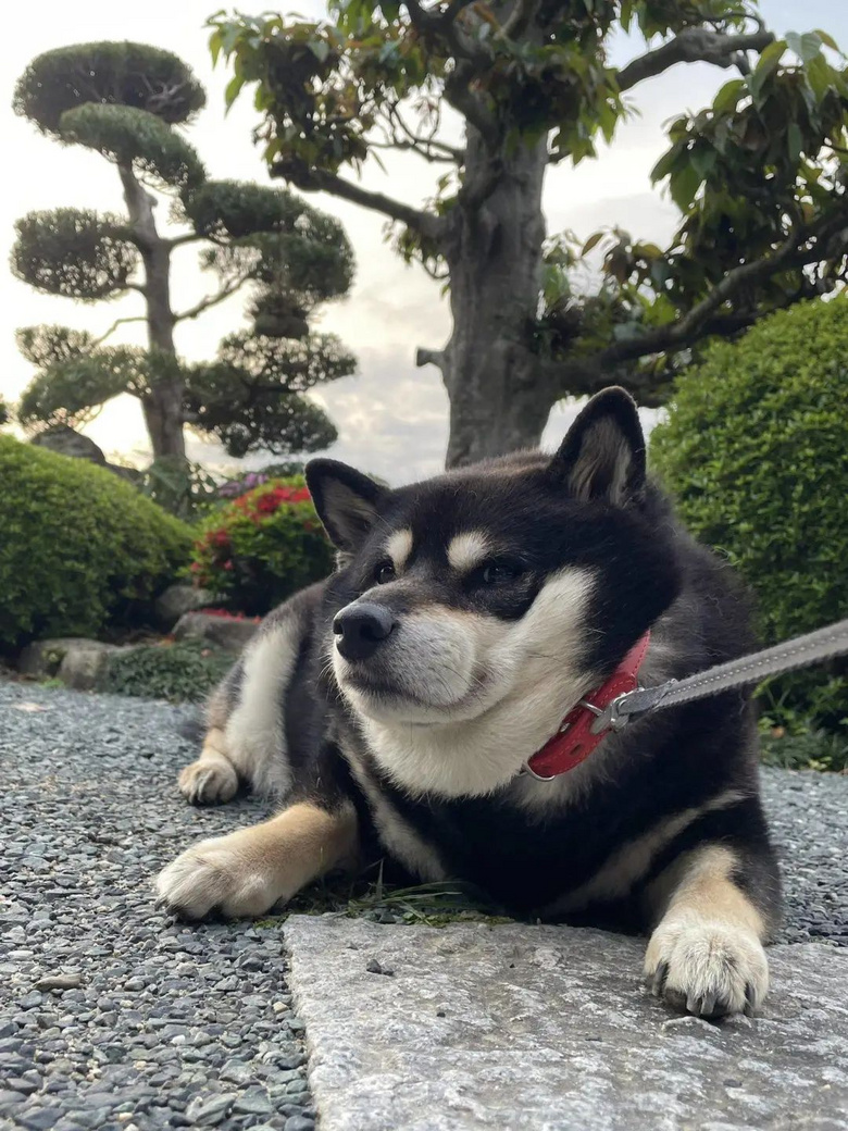帶兩只柴犬出門，一個(gè)往左一個(gè)往右…30斤身體，29斤反骨哈哈