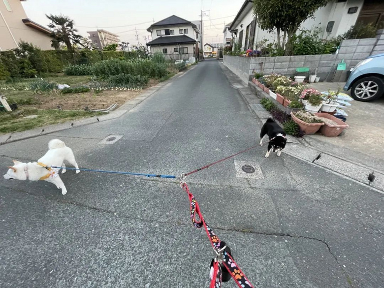 帶兩只柴犬出門，一個(gè)往左一個(gè)往右…30斤身體，29斤反骨哈哈