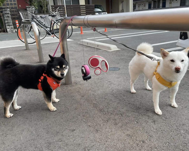 帶兩只柴犬出門，一個(gè)往左一個(gè)往右…30斤身體，29斤反骨哈哈