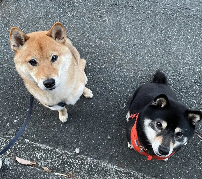 帶兩只柴犬出門，一個(gè)往左一個(gè)往右…30斤身體，29斤反骨哈哈