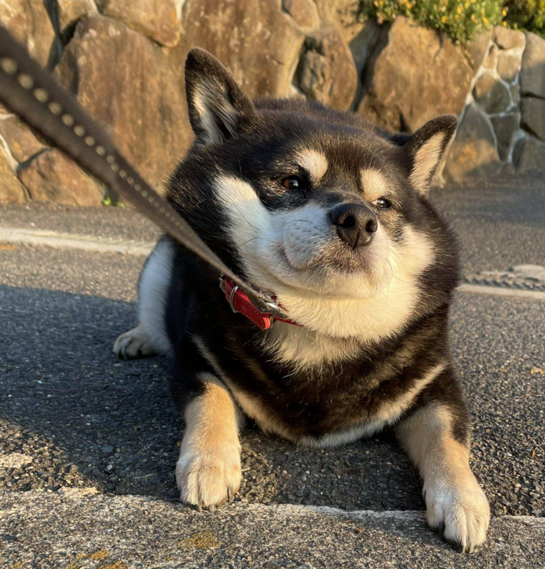 帶兩只柴犬出門，一個(gè)往左一個(gè)往右…30斤身體，29斤反骨哈哈