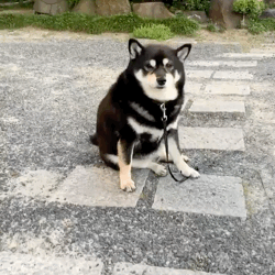 帶兩只柴犬出門，一個(gè)往左一個(gè)往右…30斤身體，29斤反骨哈哈