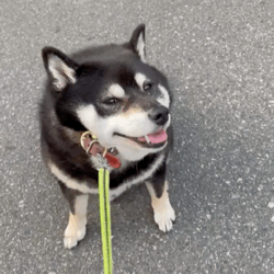 帶兩只柴犬出門，一個(gè)往左一個(gè)往右…30斤身體，29斤反骨哈哈