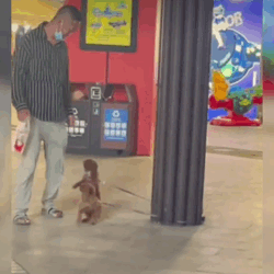 帶兩只柴犬出門，一個(gè)往左一個(gè)往右…30斤身體，29斤反骨哈哈