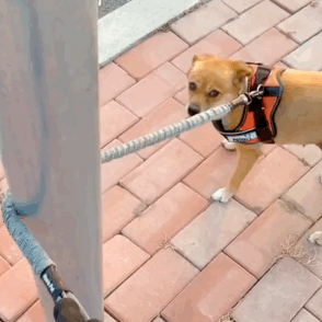 帶兩只柴犬出門，一個(gè)往左一個(gè)往右…30斤身體，29斤反骨哈哈