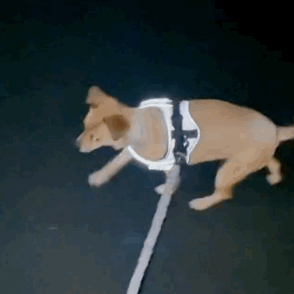 帶兩只柴犬出門，一個(gè)往左一個(gè)往右…30斤身體，29斤反骨哈哈